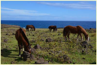 chevaux rapanui